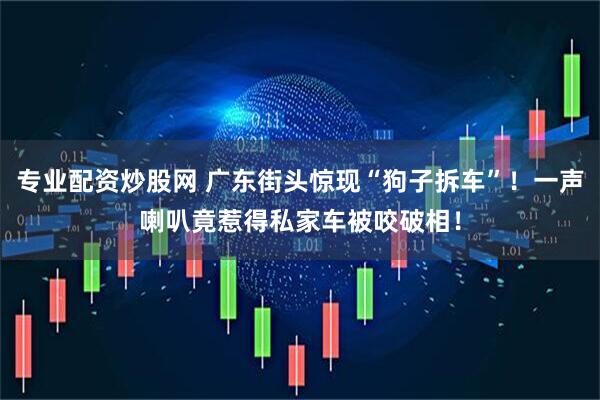 专业配资炒股网 广东街头惊现“狗子拆车”！一声喇叭竟惹得私家车被咬破相！